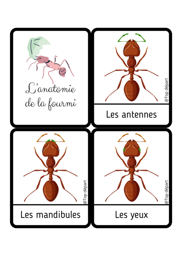 Cartes pour enfant sur l'anatomie de la fourmi