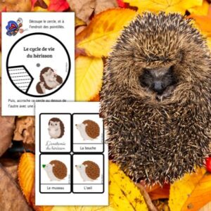 Dossier Hérisson : +50 pages d’activités pédagogiques (GS, CP, CE1) à imprimer