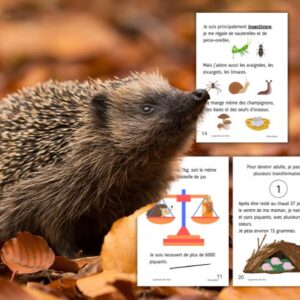 Dossier Hérisson : +50 pages d’activités pédagogiques (GS, CP, CE1) à imprimer