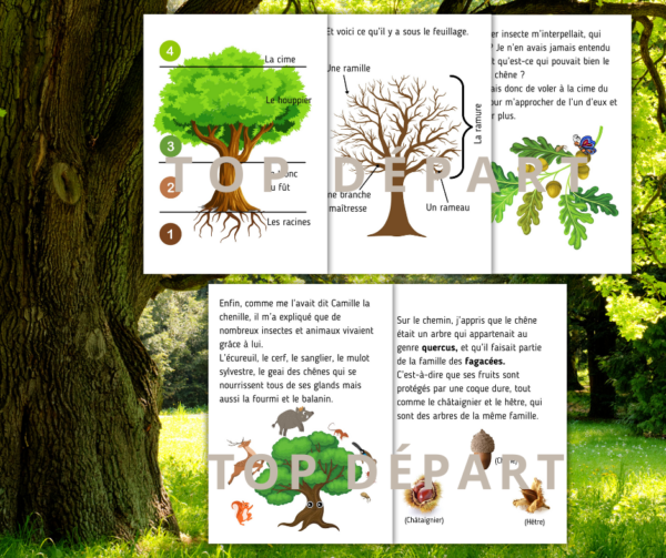 découverte des arbres pour les enfants