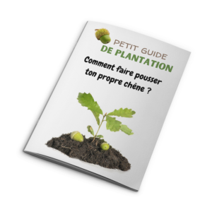 Petit guide de plantation : Comment faire pousser ton propre chêne ?