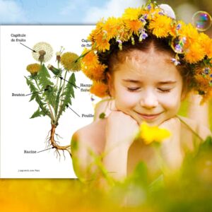 Dossier Pissenlit : 40 pages d’activités pédagogiques (GS, CP, CE1) à imprimer