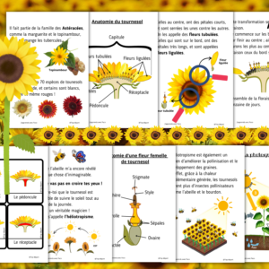 Le tournesol, je le découvre avec Paco