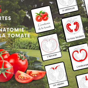 La tomate, je la découvre avec Paco