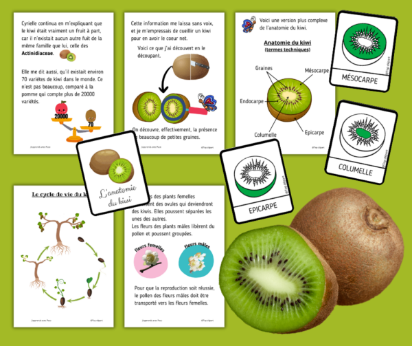 Le kiwi l'anatomie du kiwi