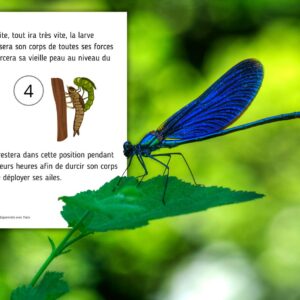 Dossier Libellule : +50 pages d’activités pédagogiques (GS, CP, CE1) à imprimer