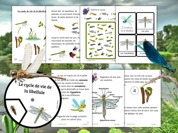 la libellule lot de fiches d'activités avec le cycle de vie et l'anatomie