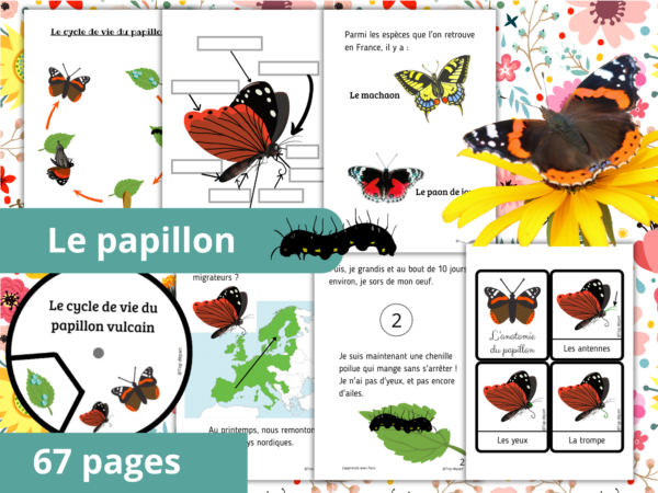 Le papillon lot de fiches pédagogiques