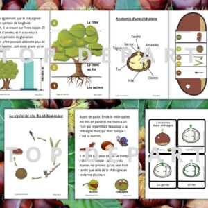 Cycle de vie de la Châtaigne : Pack Pédagogique (GS-CP-CE1) | 144 Pages PDF