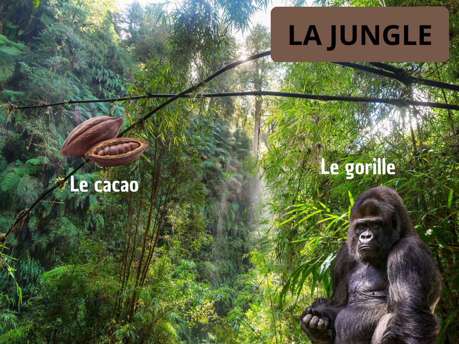 Illustration de la jungle africaine présentant un gorille et une fève de cacao.