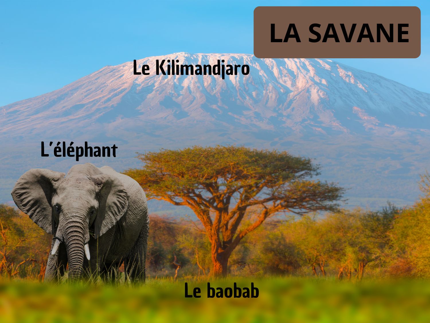 Paysage de la savane avec le mont Kilimandjaro, un éléphant et un baobab.