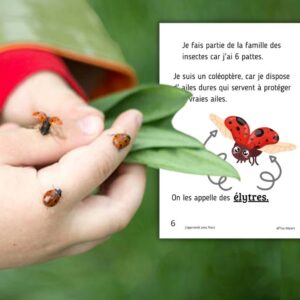 Cycle de vie de la Coccinelle : Pack Pédagogique (GS-CP-CE1) | 140 Pages PDF