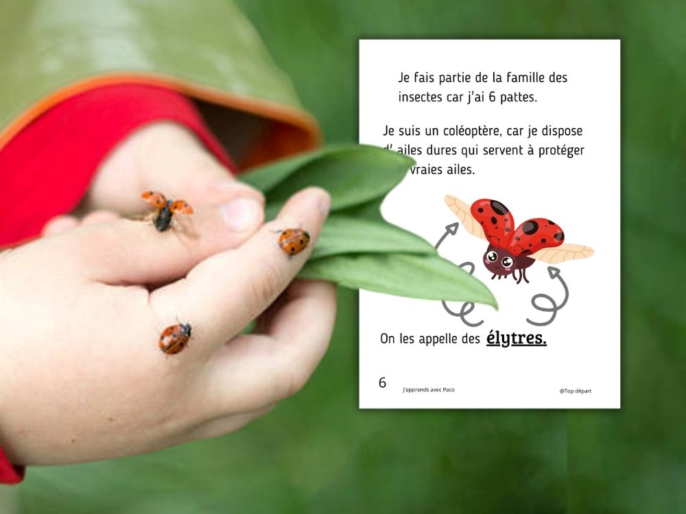 Enfant tenant des coccinelles sur une feuille devant une fiche expliquant le rôle des élytres.