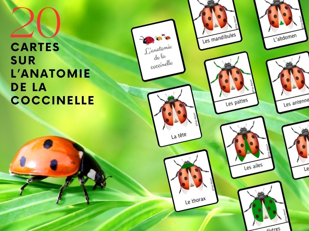 Série de cartes illustrées détaillant l'anatomie de la coccinelle (mandibules, pattes, abdomen).