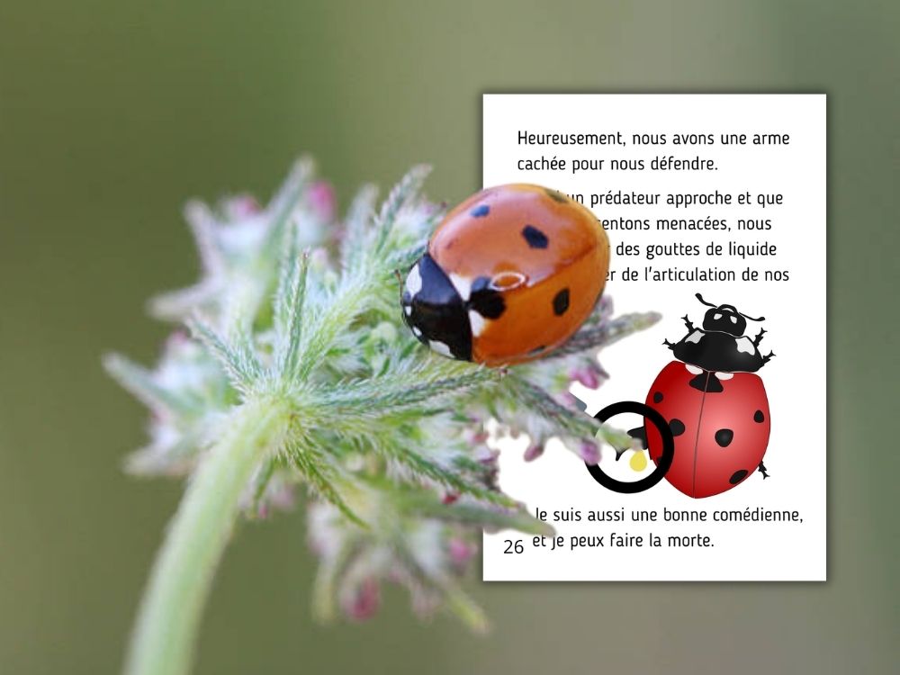 Coccinelle sur une plante à côté d'une fiche expliquant ses moyens de défense contre les prédateurs.