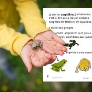 Cycle de vie de la Grenouille : Pack Pédagogique (GS-CP-CE1) | 140 Pages PDF