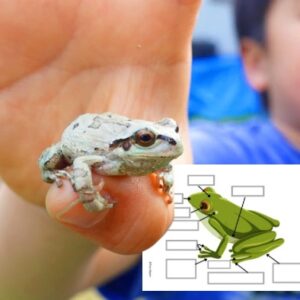 Cycle de vie de la Grenouille : Pack Pédagogique (GS-CP-CE1) | 140 Pages PDF