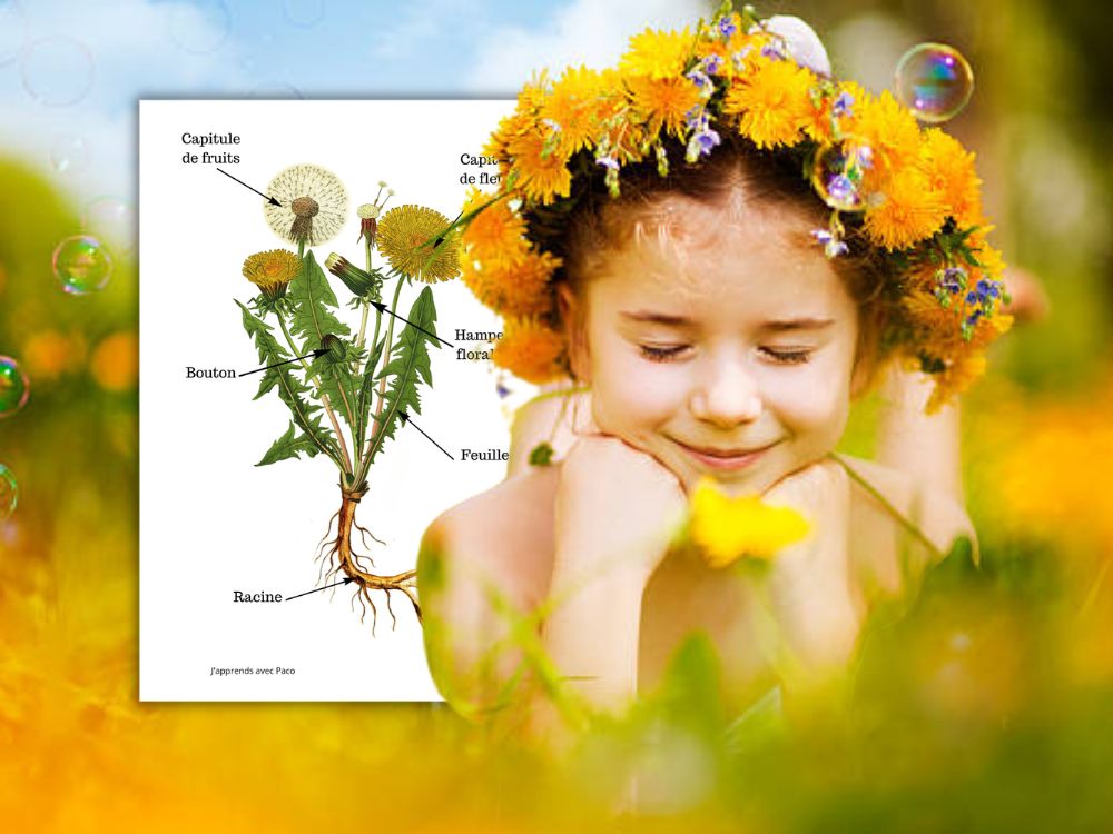 Schéma détaillé des parties du pissenlit (racines, tiges, feuilles) à côté d'un enfant portant une couronne de fleurs.