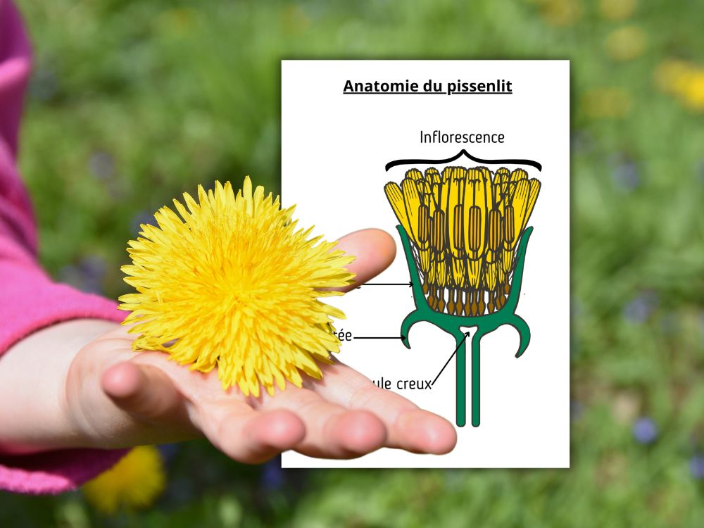 Main d'enfant tenant un pissenlit jaune avec un schéma explicatif de l'inflorescence et du capitule.