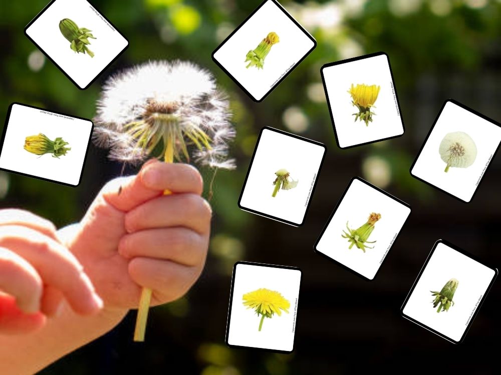 cartes de nomenclature du pissenlit