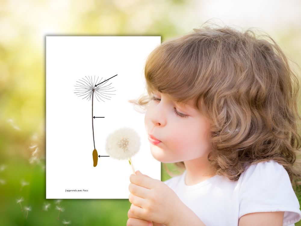 Enfant soufflant sur une aigrette de pissenlit à côté d'une fiche explicative sur la pollinisation.