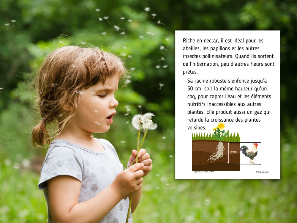 Enfant de profil soufflant sur une aigrette de pissenlit avec explication anatomie.