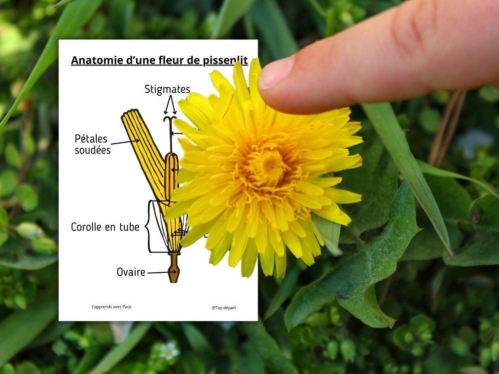 Doigt désignant les pétales d'un pissenlit avec un schéma sur les stigmates et les corolles en tube.