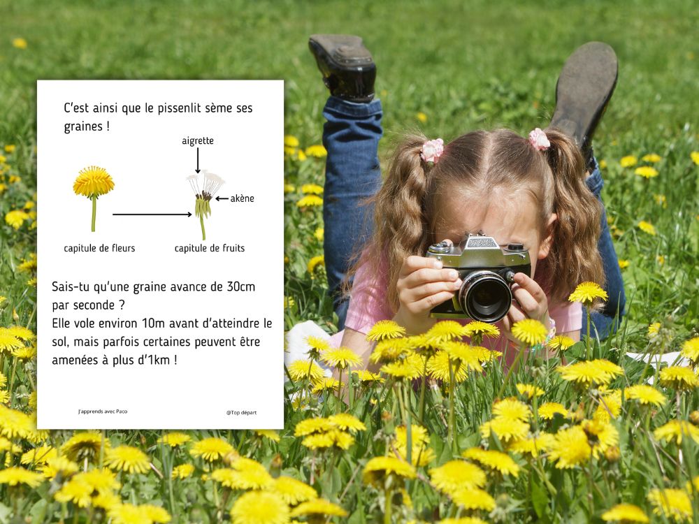 Petite fille allongée dans l'herbe prenant des pissenlits en photo avec un appareil reflex.