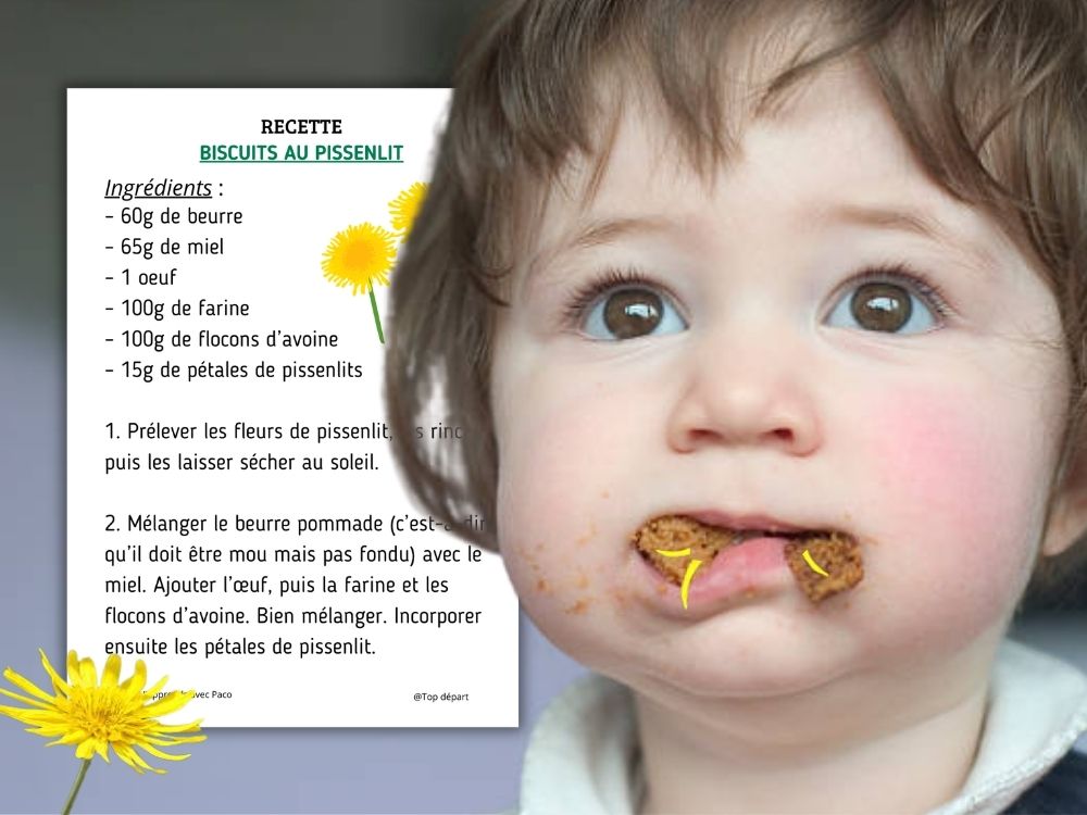 fiche recette de biscuits au pissenlit avec un enfant qui mange.