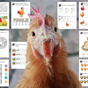Cycle de vie de la Poule : Pack Pédagogique (GS-CP-CE1) | 178 Pages PDF