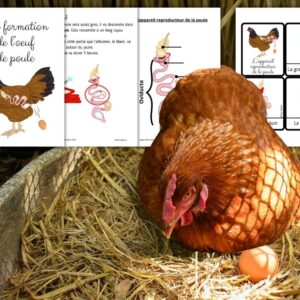 Cycle de vie de la Poule : Pack Pédagogique (GS-CP-CE1) | 178 Pages PDF