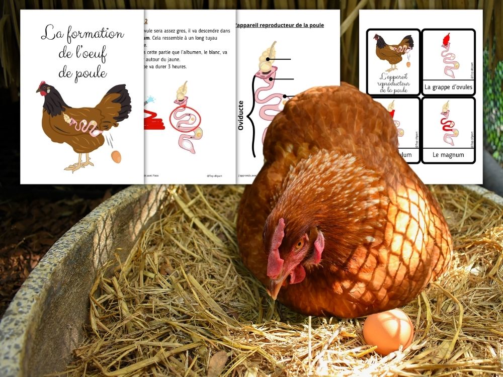 Une poule rousse assise dans un nid de paille avec un œuf, à côté de fiches pédagogiques PDF imprimées sur l'appareil reproducteur de la poule et la formation de l'œuf.