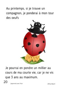 fiche découverte de la coccinelle