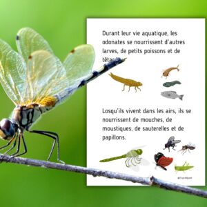 Dossier Libellule : +50 pages d’activités pédagogiques (GS, CP, CE1) à imprimer