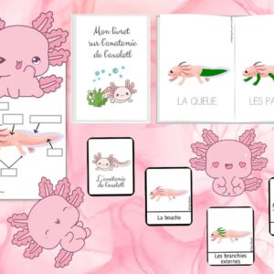 Dossier Axolotl : +50 pages d’activités pédagogiques (GS, CP, CE1) à imprimer
