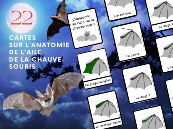 Dossier Chauve Souris 50 Pages D Activit s GS CP CE1 Imprimer dossier-chauve-souris-50-pages-d-activit-s-gs-cp-ce1-imprimer