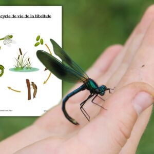 Dossier Libellule : +50 pages d’activités pédagogiques (GS, CP, CE1) à imprimer