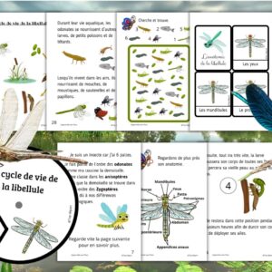Dossier Libellule : +50 pages d’activités pédagogiques (GS, CP, CE1) à imprimer