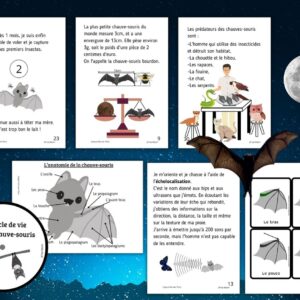 Dossier Chauve-Souris : +50 pages d’activités pédagogiques (GS, CP, CE1) à imprimer