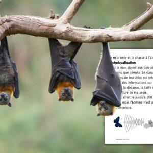 Dossier Chauve-Souris : +50 pages d’activités pédagogiques (GS, CP, CE1) à imprimer