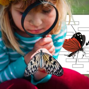 Dossier Papillon : +60 pages d’activités pédagogiques (GS, CP, CE1) à imprimer