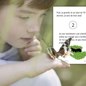Dossier Papillon : +60 pages d’activités pédagogiques (GS, CP, CE1) à imprimer