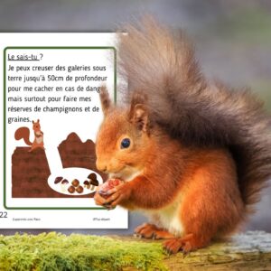 Dossier Écureuil : 50 pages d’activités pédagogiques (GS, CP, CE1) à imprimer