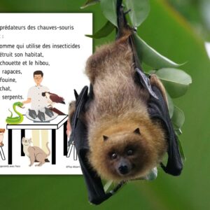 Dossier Chauve-Souris : +50 pages d’activités pédagogiques (GS, CP, CE1) à imprimer