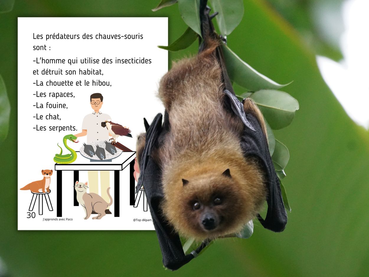Infographie listant les prédateurs de la chauve-souris : chat, rapace, serpent, fouine et l'impact de l'homme.