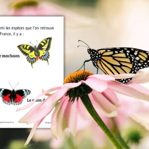 Dossier Papillon : +60 pages d’activités pédagogiques (GS, CP, CE1) à imprimer