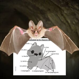 Dossier Chauve-Souris : +50 pages d’activités pédagogiques (GS, CP, CE1) à imprimer