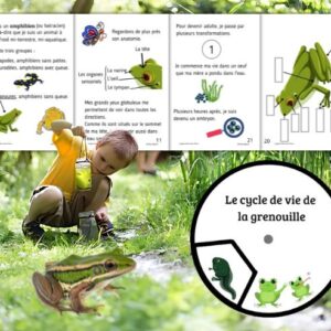 Dossier Grenouille : +50 pages d’activités pédagogiques (GS, CP, CE1) à imprimer