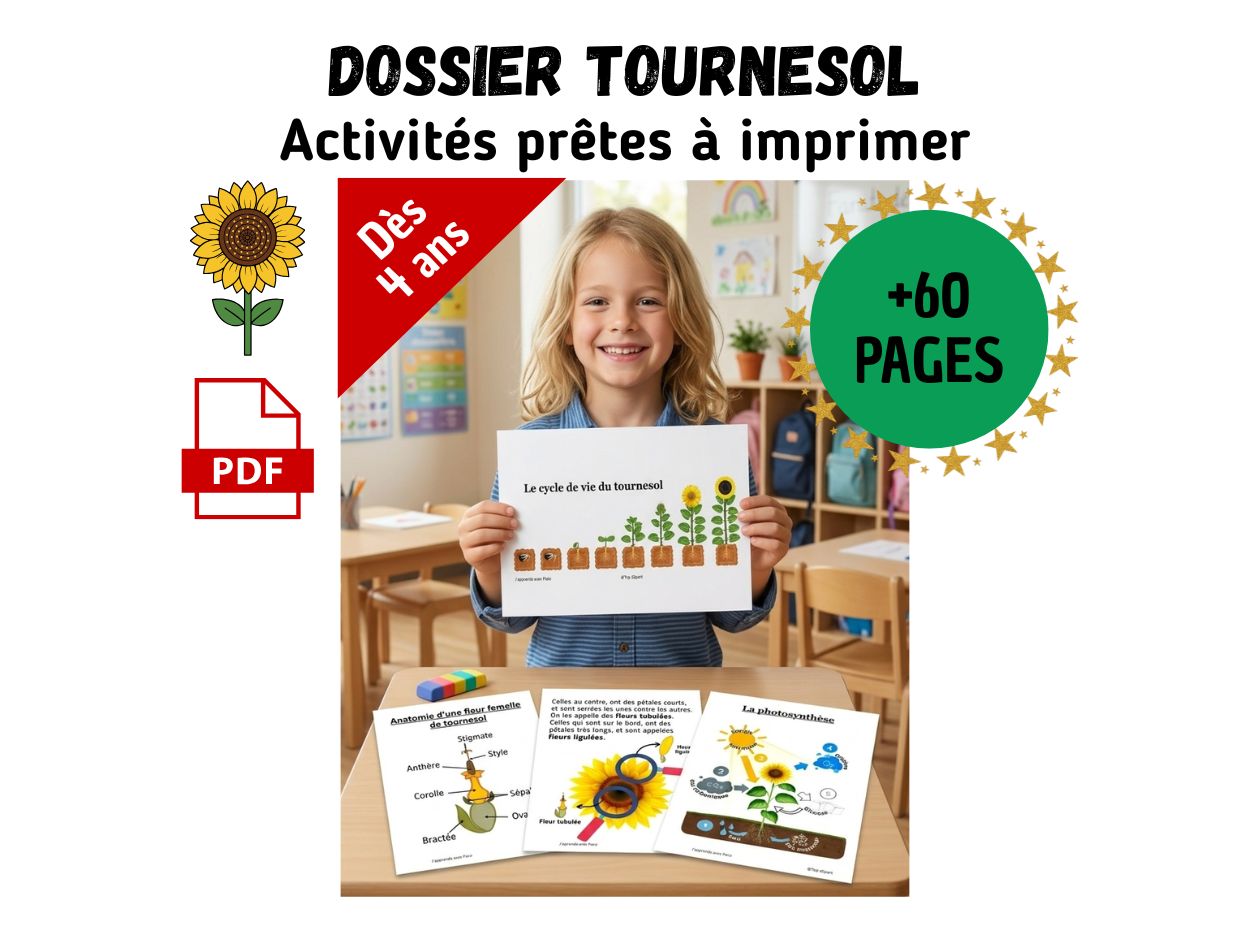 Enfant souriant dans une classe présentant des fiches éducatives sur le cycle de vie, l'anatomie et la photosynthèse du tournesol.