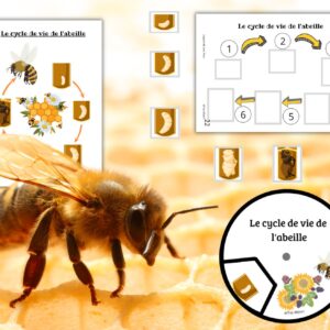 Cycle de vie de l’Abeille : Pack Pédagogique (GS-CP-CE1) | 113 Pages PDF